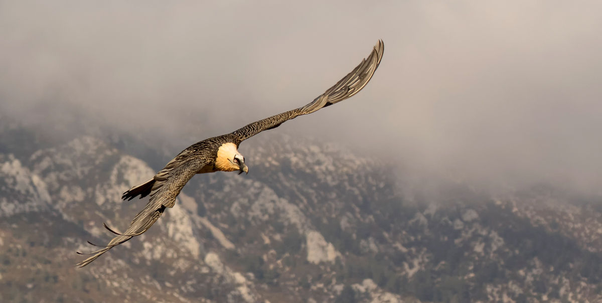 Actividad de Avistamiento de Aves en Lagos de Covadonga