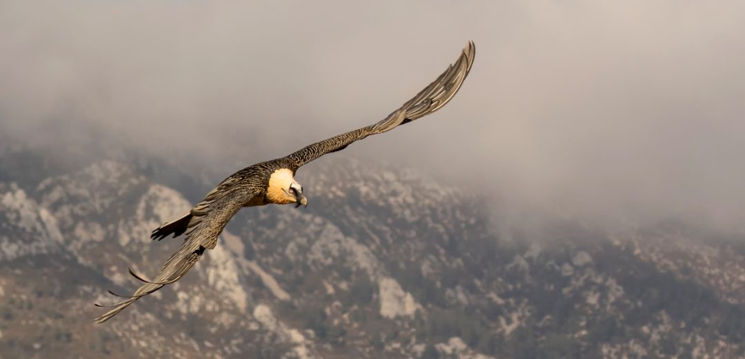 Actividad de Avistamiento de Aves en Lagos de Covadonga